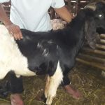 Harga Kambing Aqiqah Jakarta Bogor Depok Tangerang Bekasi Syafiq Aqiqah